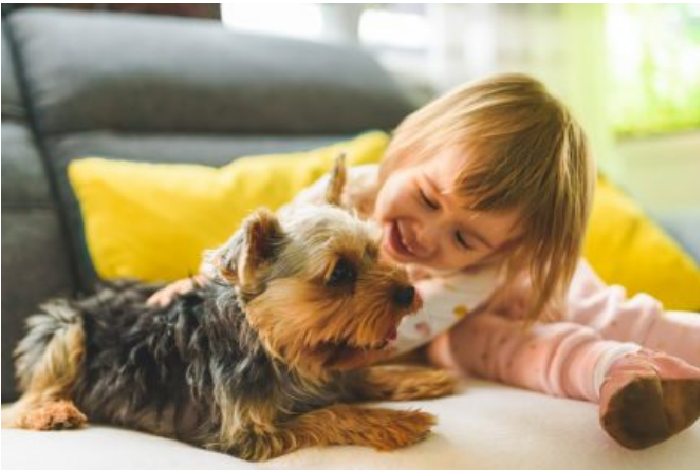 Mascotas podrían ser consideradas como hijos ante la ley durante divorcios en España