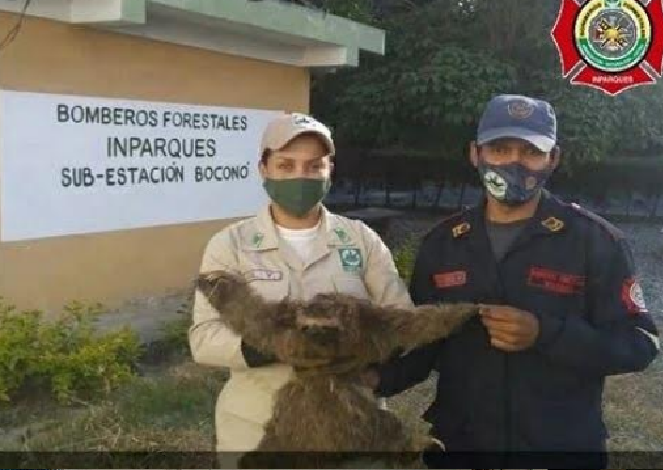 Bomberos Forestales y Guardaparques, rescataron a un Oso Perezoso en Trujillo