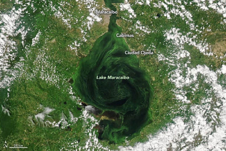 NASA: El lago de Maracaibo se está asfixiando con mareas negras y algas