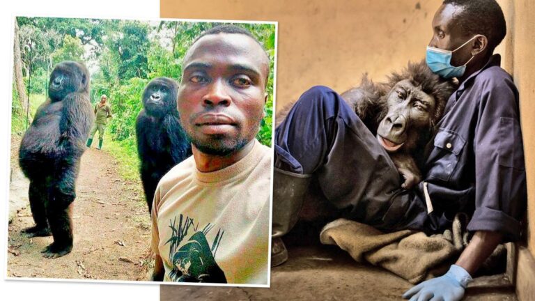 Muere en brazos de su cuidador la gorila que posó en varias ‘selfies’
