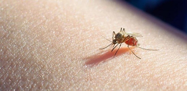 Detectan casos de malaria en Mauroa y Dabajuro