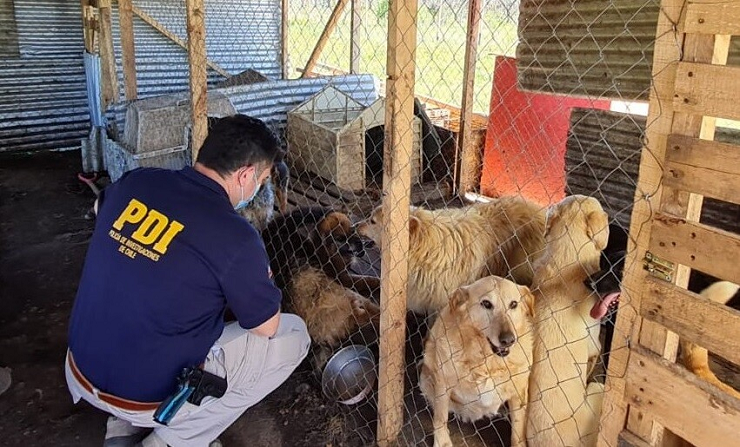 Detenida por tener 21 perros en malas condiciones