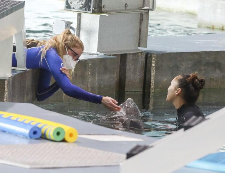 Falleció Winter, la delfín de la película ‘Dolphin Tale’