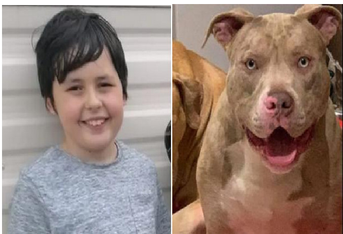 Pitbull mata a un niño de 10 años y la policía le dispara siete veces para que lo suelte