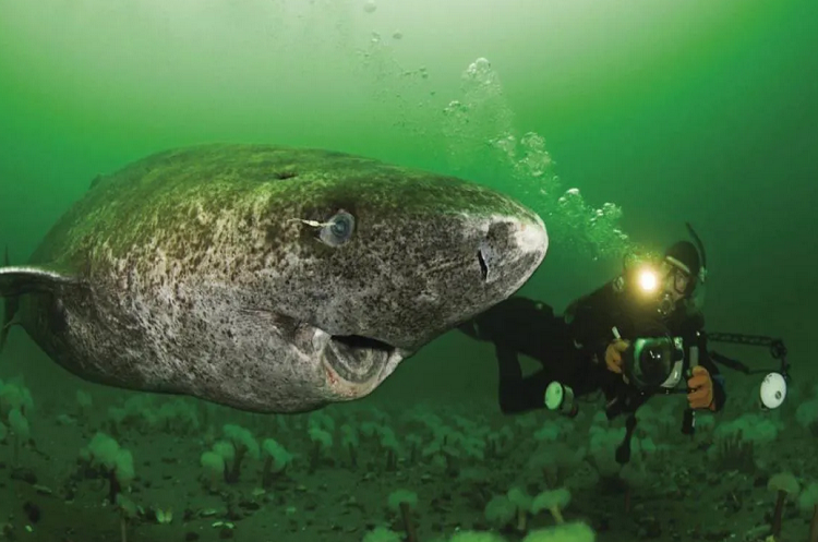 Tiene 400 años: Tiburón de Groenlandia, uno de los animales más longevos del planeta
