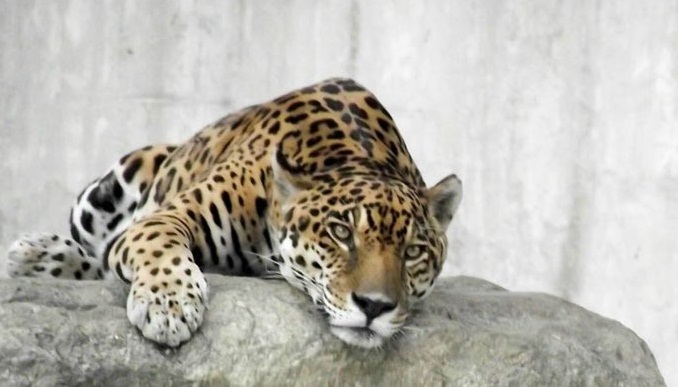 Hallan muerto a «Caroní», el jaguar del Parque del Este