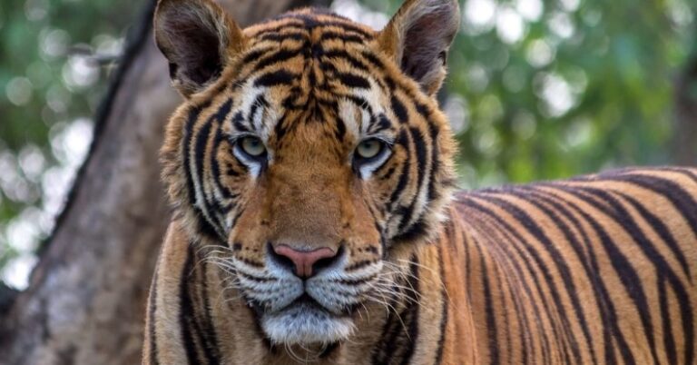 Un tigre de bengala que escapó fue visto deambulando cerca de una carretera en México