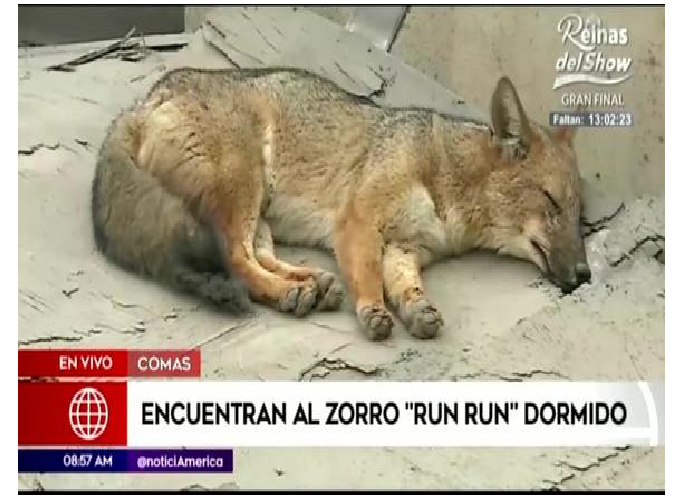 Zorro que fue comprado y criado como perro en Perú, causa revuelo en las redes sociales