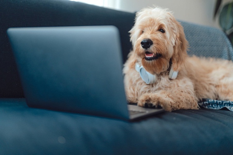 DogPhone, el dispositivo para que los perros hagan videollamada a sus dueños