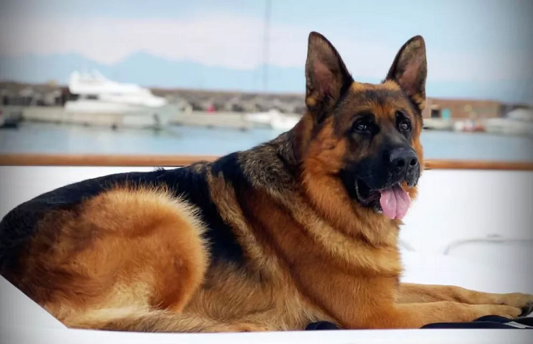 Gunther VI, el perro más rico del mundo, puso en venta su mansión en Miami