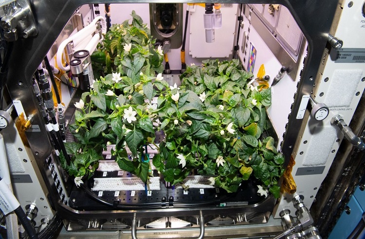 Astronautas logran la primera cosecha de chiles en el espacio y se los comen en tacos