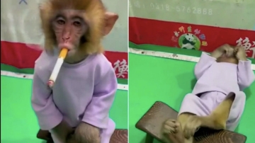 Incoherente | Obligan a fumar a un mono bebé como parte de una campaña contra el cigarrillo