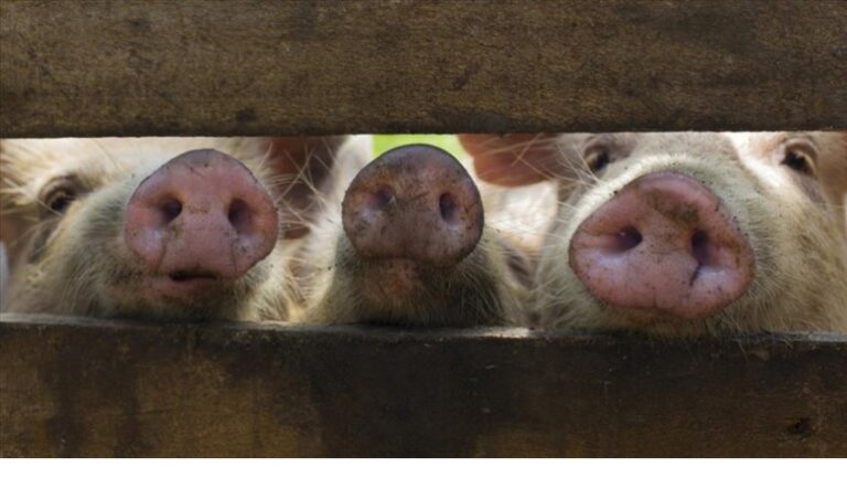 República Dominicana da por controlada la peste porcina