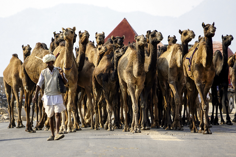 La mayor feria de camellos de India regresa tras el covid-19