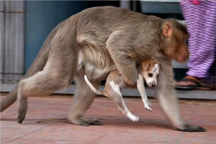 Monos matan a 250 perros “por venganza”