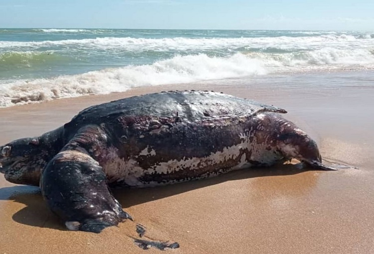 Tortuga gigante aparece muerta en las costas del municipio Falcón