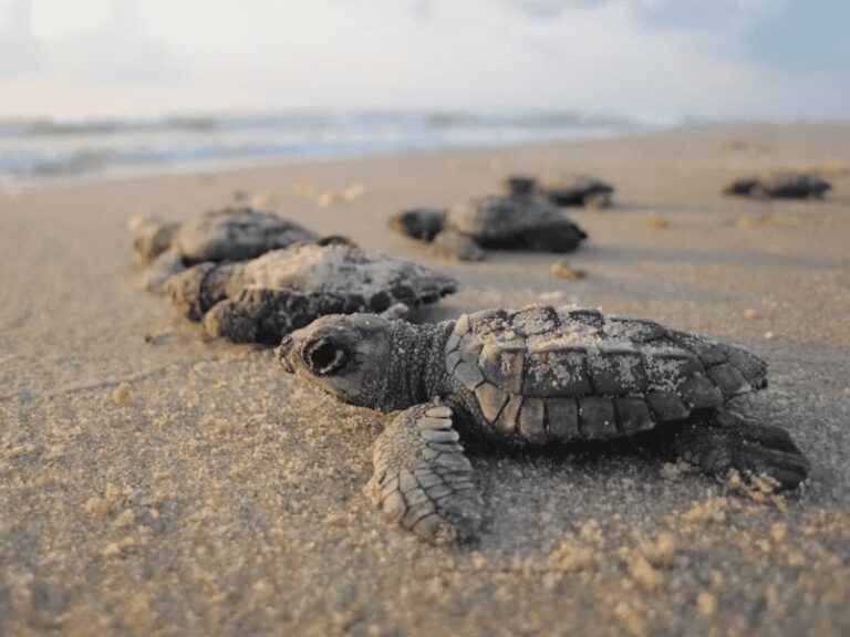 Las tortugas marinas regresan a las playas de Tailandia gracias a la pandemia