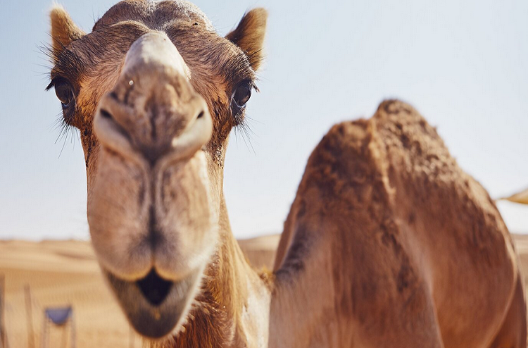 Descalifican a 43 camellos de un concurso de belleza por llevar bótox
