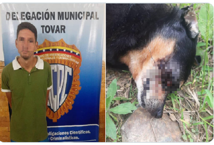 Detenido por matar a palos a una mascota en Mérida