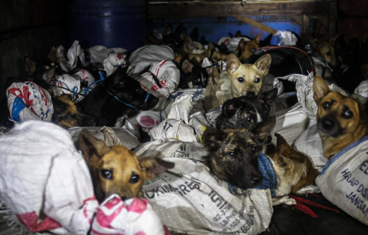 Más de 50 perros rescatados: iban a ser sacrificados para vender su carne
