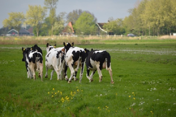 Denuncia a sus cuatro vacas con la policía por no dar leche