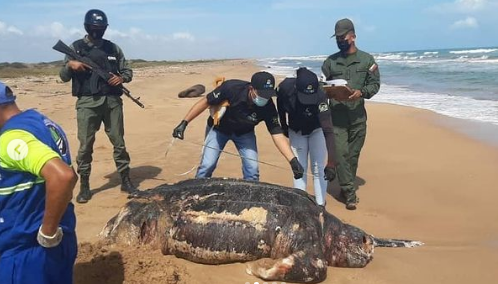 Autoridades investigan muerte de tortuga gigante en La Bocaina