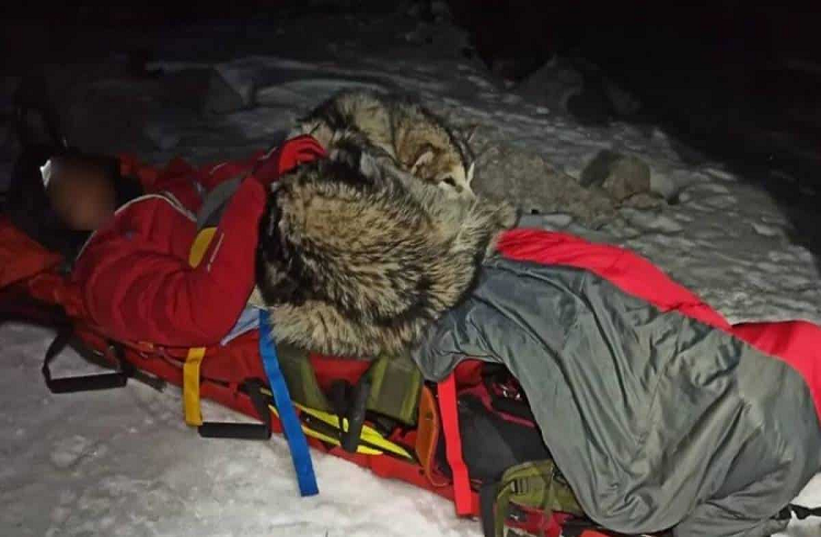 Perro logró rescatar a excursionista tras grave accidente en una montaña