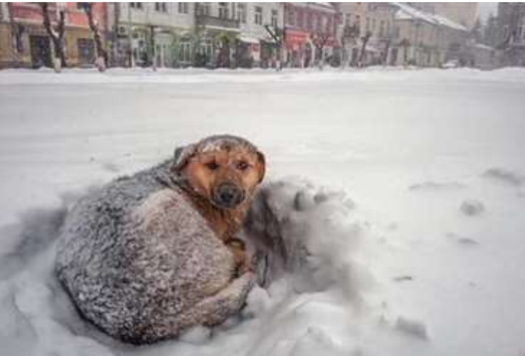 Niña sobrevive a una tormenta de nieve gracias al calor de un perro callejero