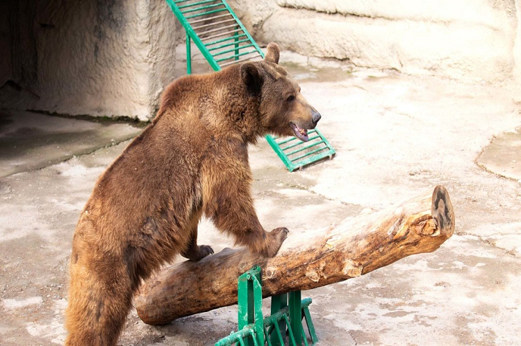Una mujer lanzó a su hija de tres años a la jaula de los osos del zoológico (+video)