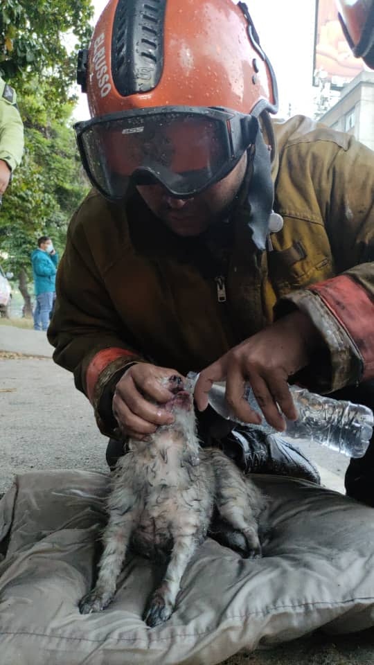 Ocho personas y una mascota rescatadas en incendio de Cine Cittá