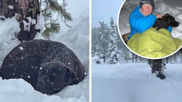 Un perro vuelve con su dueño tras pasar 4 meses perdido en la nieve