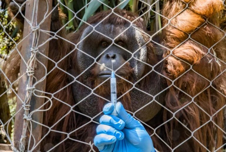 Zoológico en Chile comienza a vacunar a animales contra el Covid-19