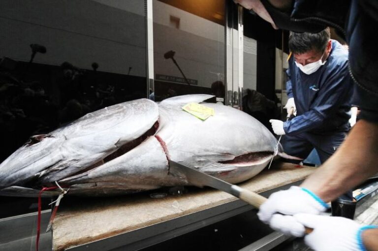 Venden atún por 145.000 dólares en tradicional subasta japonesa