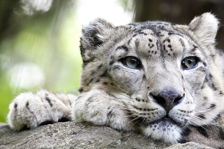 Un leopardo de las nieves muere de Covid-19 en Estados Unidos