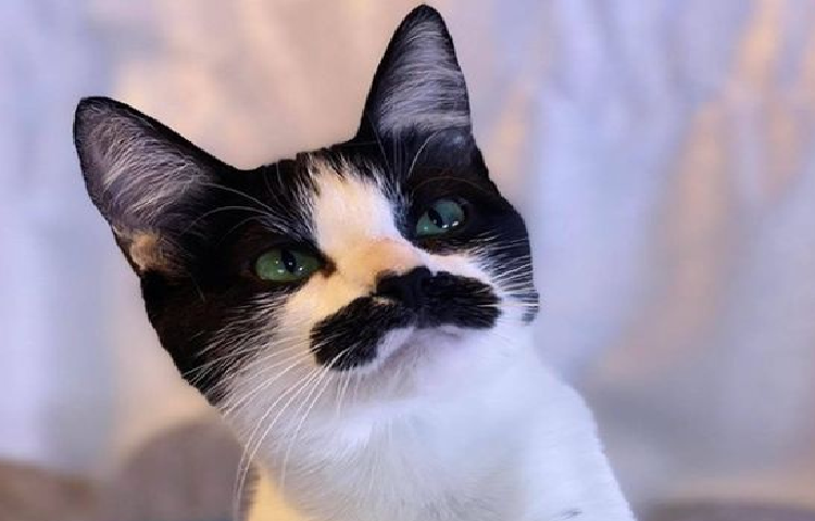 Una gata es tendencia por su parecido con Freddie Mercury