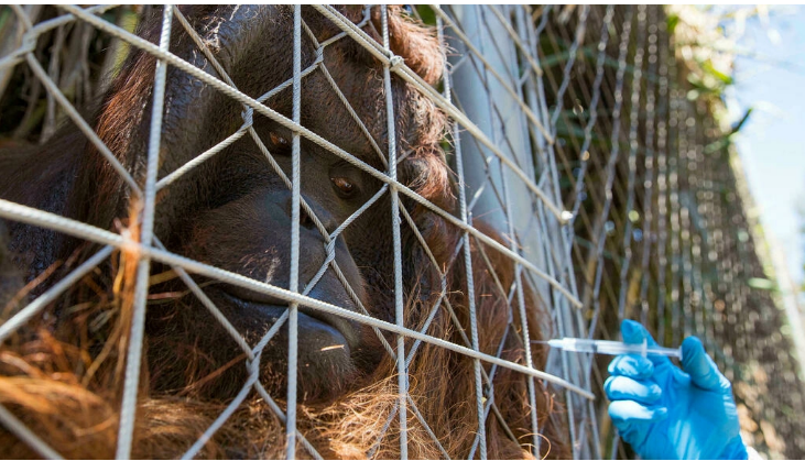 Un zoológico de Chile vacuna a sus animales contra la COVID-19