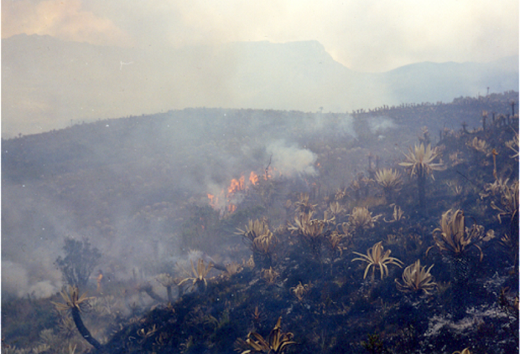 Decretan alerta roja y naranja en gran parte de Colombia por incendios forestales