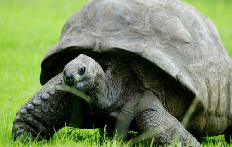 Jonathan, la tortuga más longeva del mundo, cumple 190 años