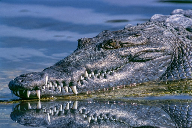 Indonesia| Joven fue decapitado por un cocodrilo en el lago