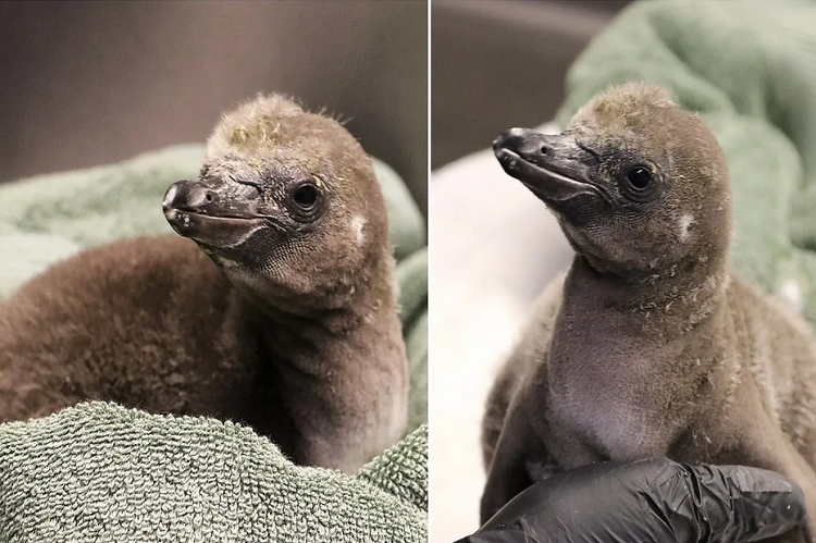 Pingüinos del mismo sexo son padres por primera vez en el zoológico de Nueva York