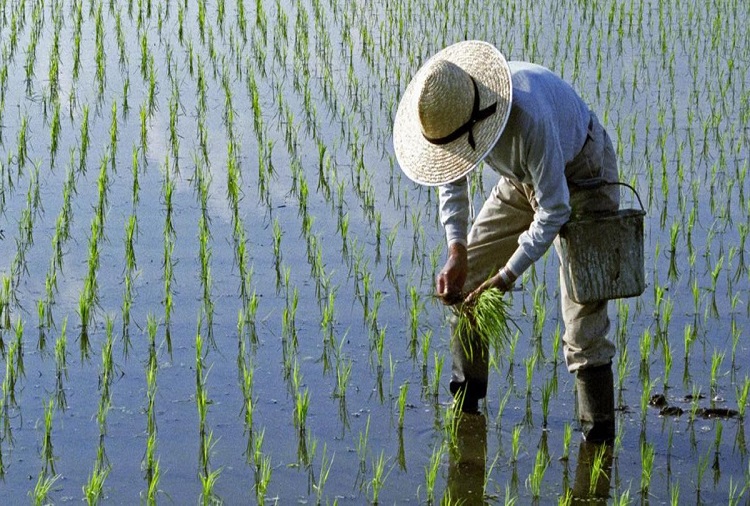 Avanza plan de China para alimentar a 80 millones de personas con «arroz de agua salada»