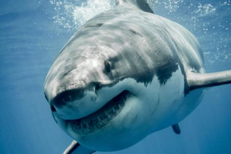NASA:Hay tiburones mutantes en volcán submarino Kavachi
