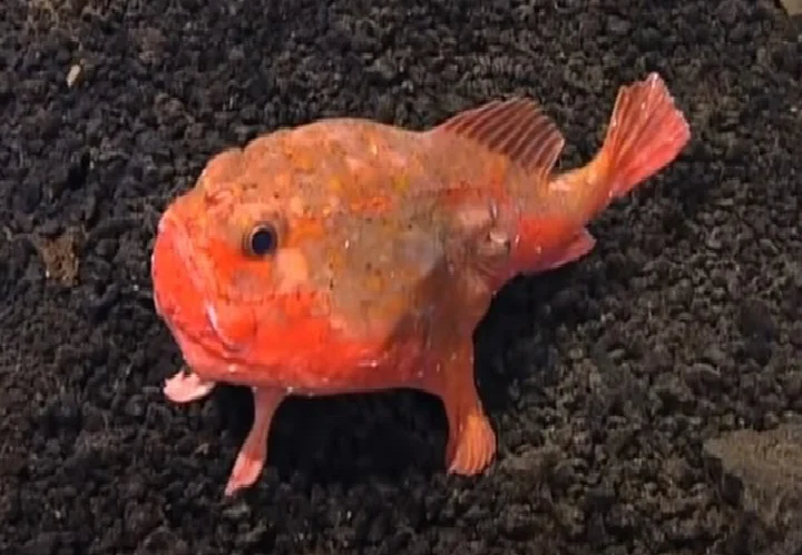 Después de 22 años filman a un pez rosado “con manos”