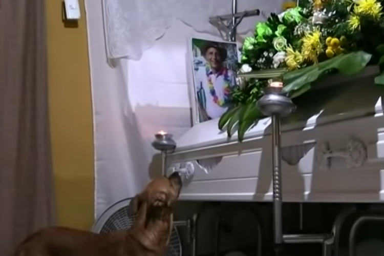 Perro acompañó hasta la tumba a su amo que falleció tras el derrumbe en Colombia
