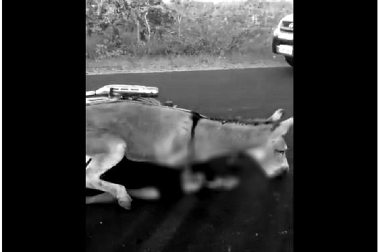 Motorizado perece al impactar con un burro en Portuguesa (+Video)