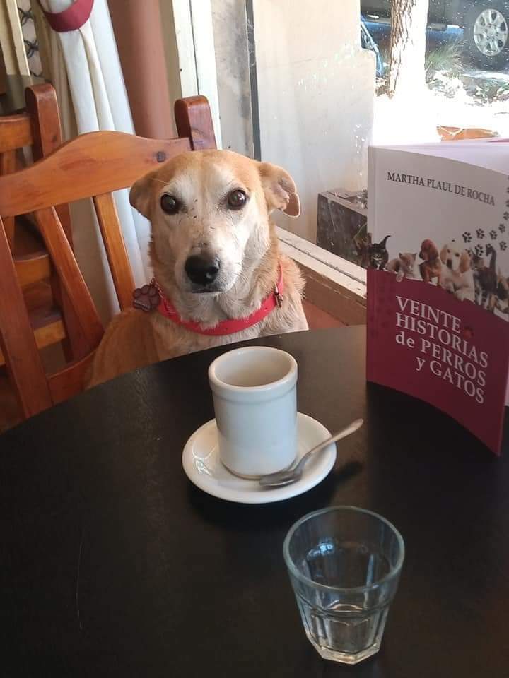 Un perrito acompaña a personas solitarias en un bar