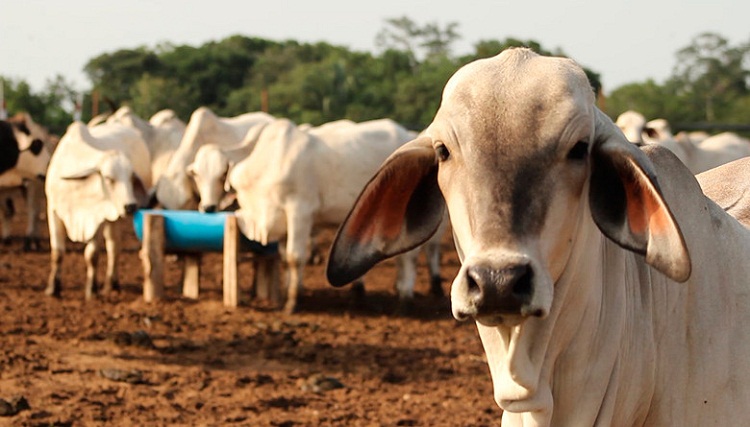 Fedenaga: La producción de carne y leche apenas cubre el 40% de las necesidades de los venezolanos