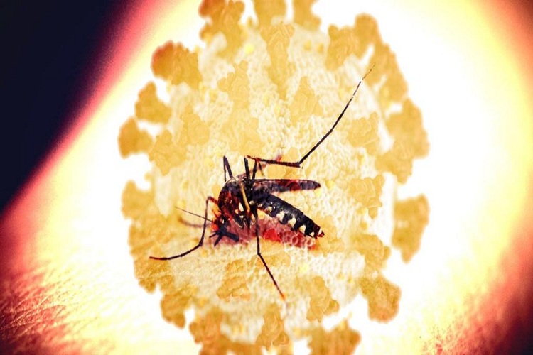 Coronadengue: Primer caso de la doble infección entre la covid-19 y el dengue en Argentina