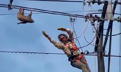 Asombroso rescate de un oso perezoso colgado en un cable de alta tensión (+video)