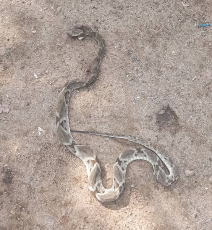 Barinas: Joven madre mordida por serpiente necesita suero urgente